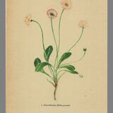 Old illustration 1948 - Daisy by H. Strache - Meadow flower