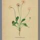 Illustration ancienne 1948 - Pâquerette par H. Strache - Fleur des prés