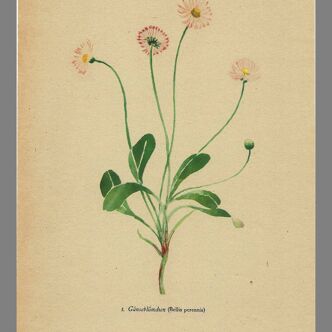 Old illustration 1948 - Daisy by H. Strache - Meadow flower