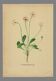Illustration ancienne 1948 - Pâquerette par H. Strache - Fleur des prés