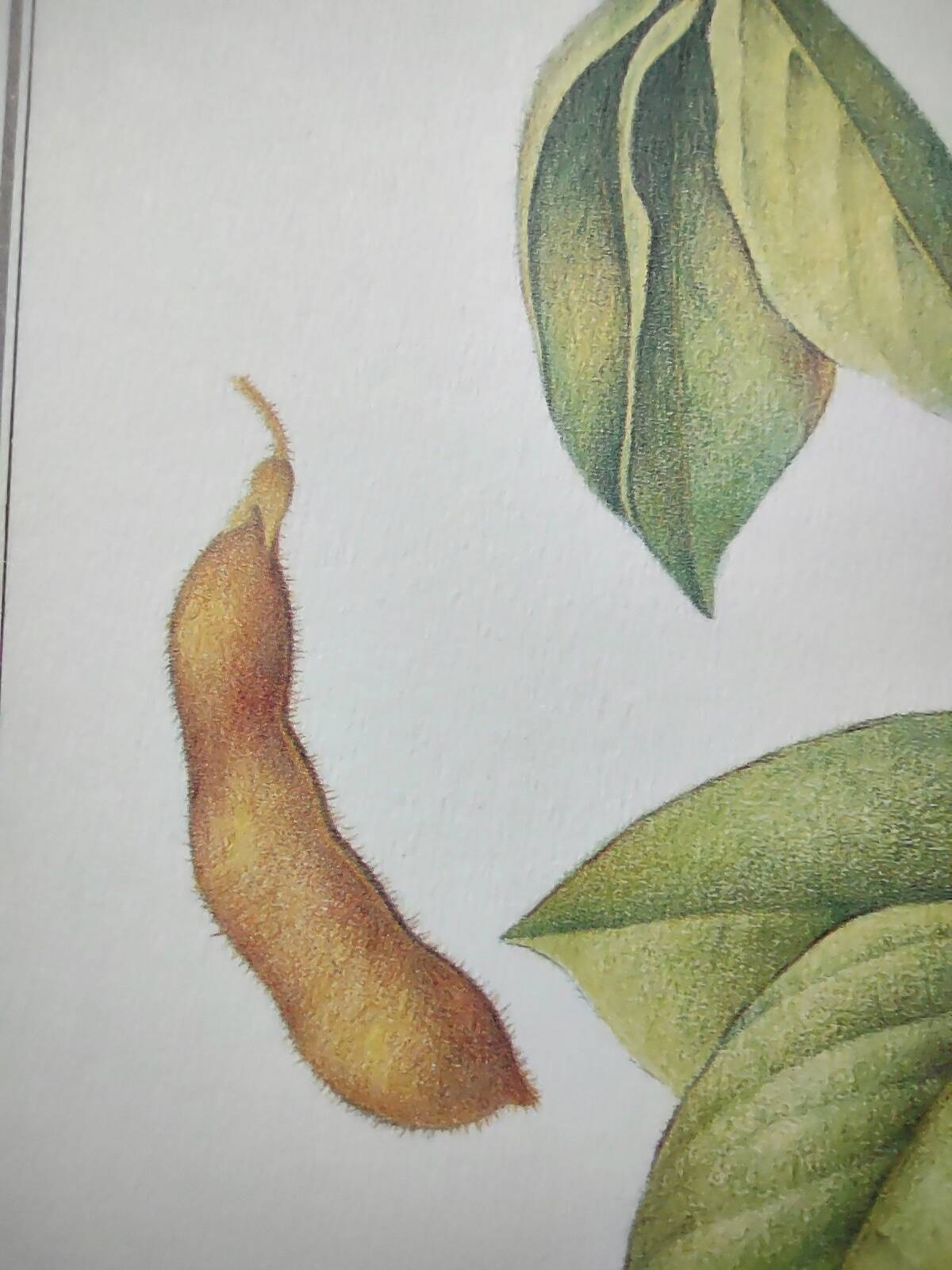 Botanical illustration -Soybean- Engraving of medicinal plants and flowers. Pastels by C. Michaut