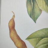 Botanical illustration -Soybean- Engraving of medicinal plants and flowers. Pastels by C. Michaut