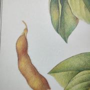 Botanical illustration -Soybean- Engraving of medicinal plants and flowers. Pastels by C. Michaut