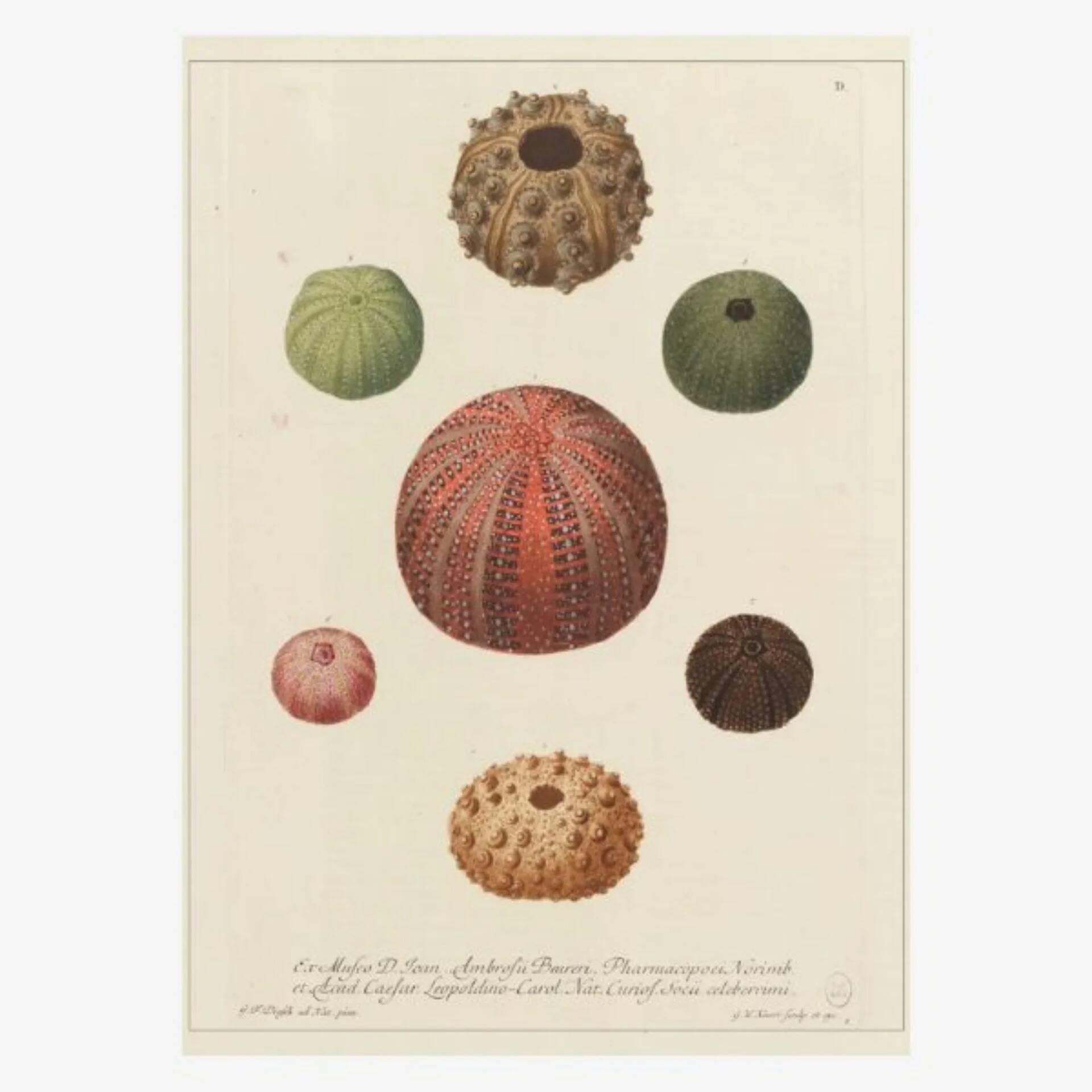 Vintage botanical poster of sea urchins printed on canvas, 30 × 40 cm