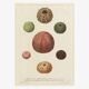 Vintage botanical poster of sea urchins printed on canvas, 30 × 40 cm