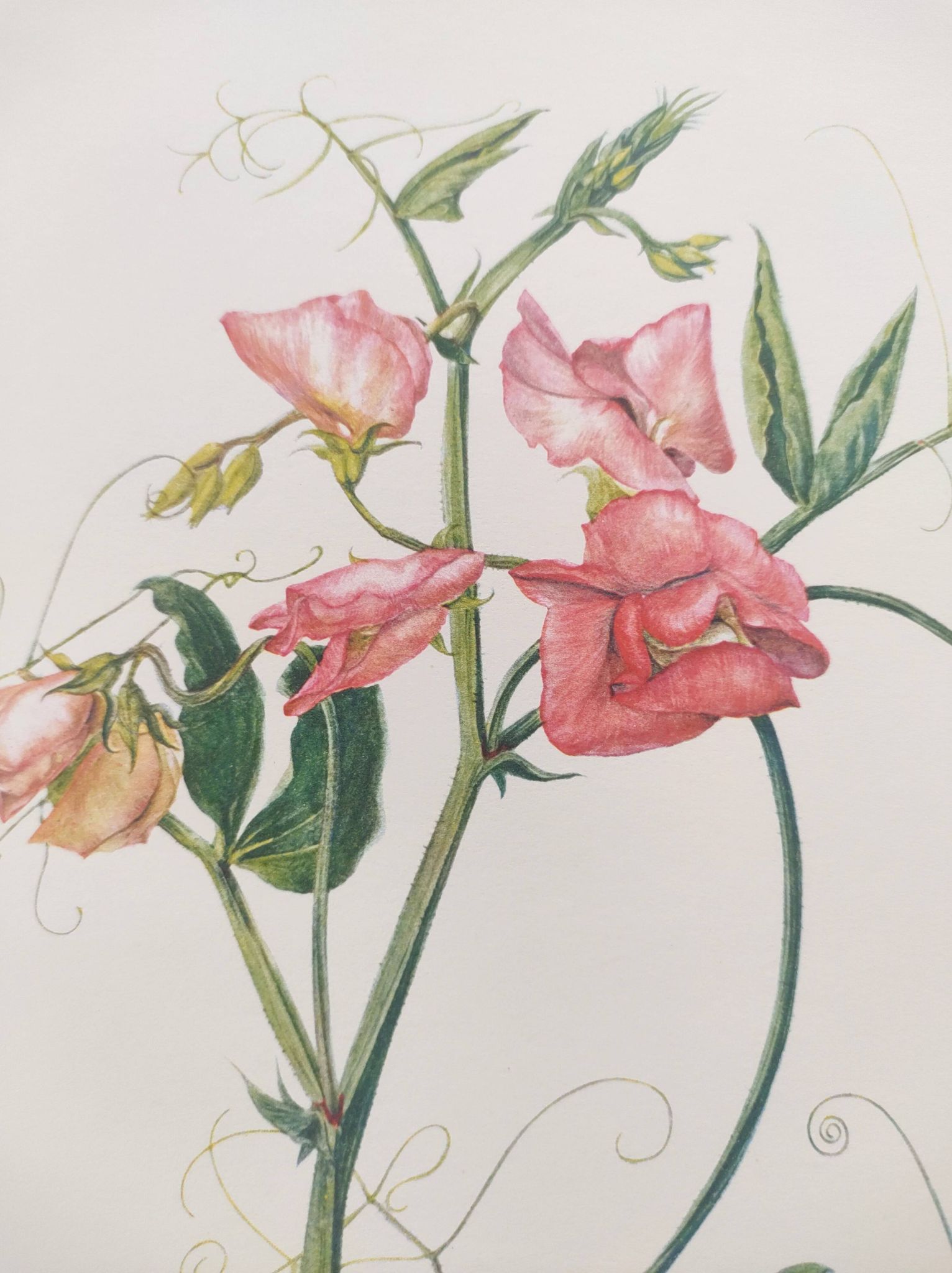 Vintage botanical engraving from 1962 - Sweet Pea - Flower board - Watercolor M.Rollinat