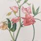 Vintage botanical engraving from 1962 - Sweet Pea - Flower board - Watercolor M.Rollinat