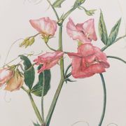 Vintage botanical engraving from 1962 - Sweet Pea - Flower board - Watercolor M.Rollinat