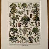 Lithograph on trees (lime tree) - 1930