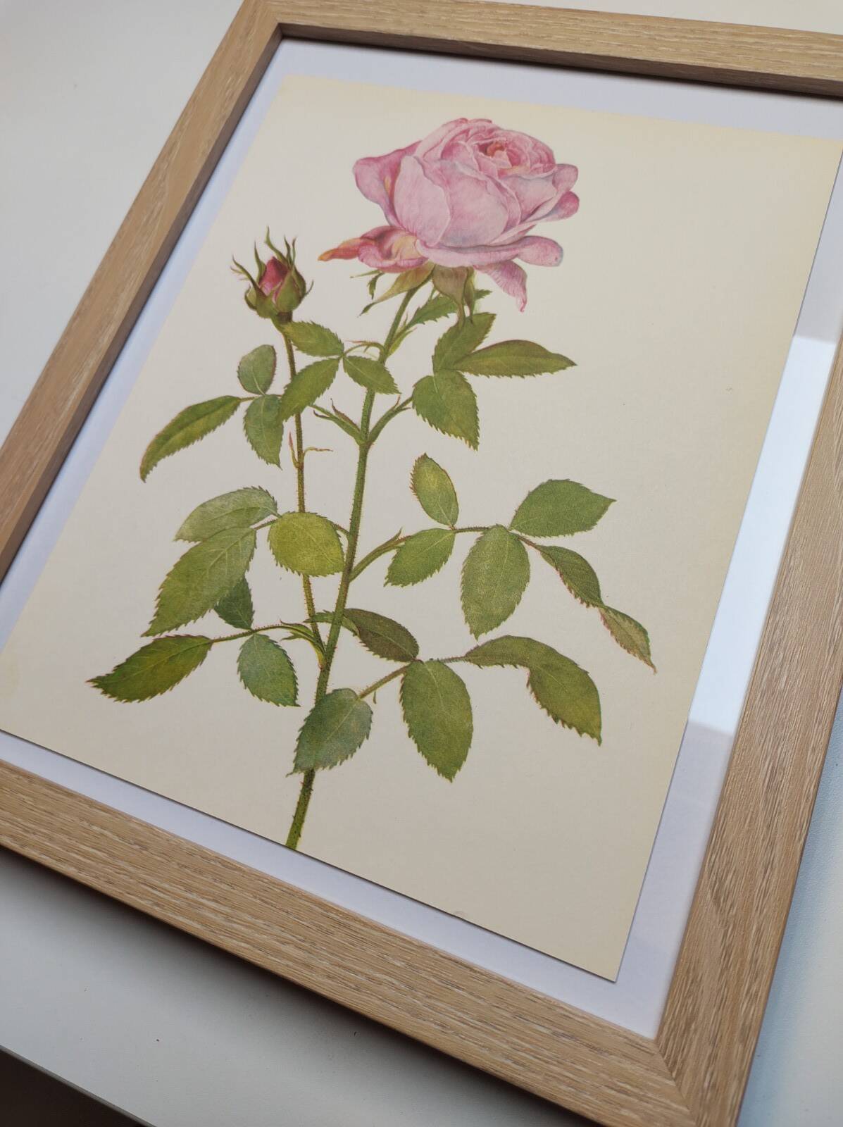 Botanical plate from 1968 Botanical illustration of rose - - Vintage illustration of flower and rose