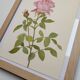 Botanical plate from 1968 Botanical illustration of rose - - Vintage illustration of flower and rose
