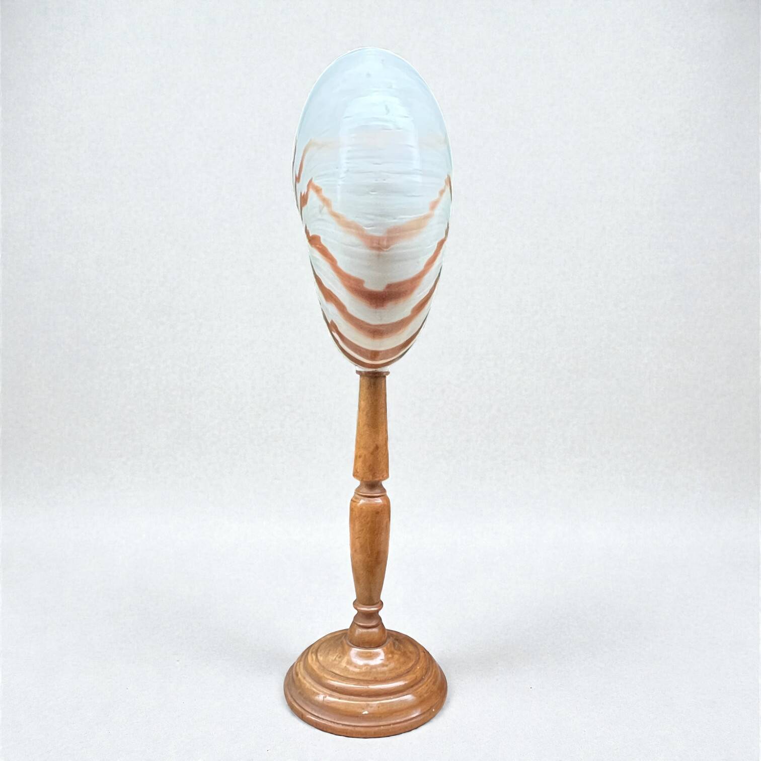 Tiger nautilus shell on a wooden stand, 19th century, Cabinet of curiosities