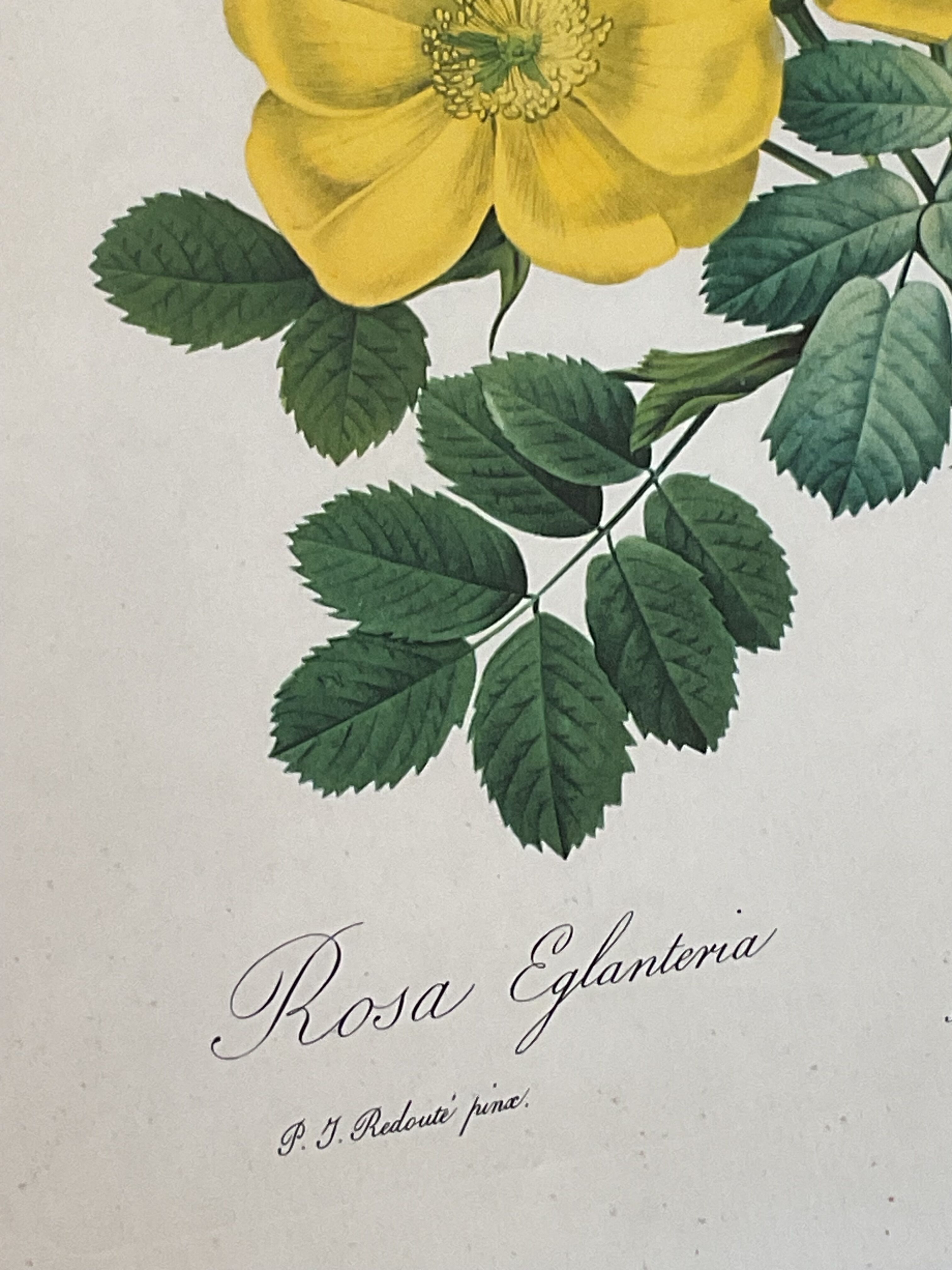 illustration Redouté