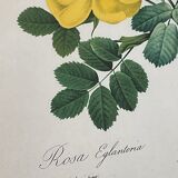illustration Redouté