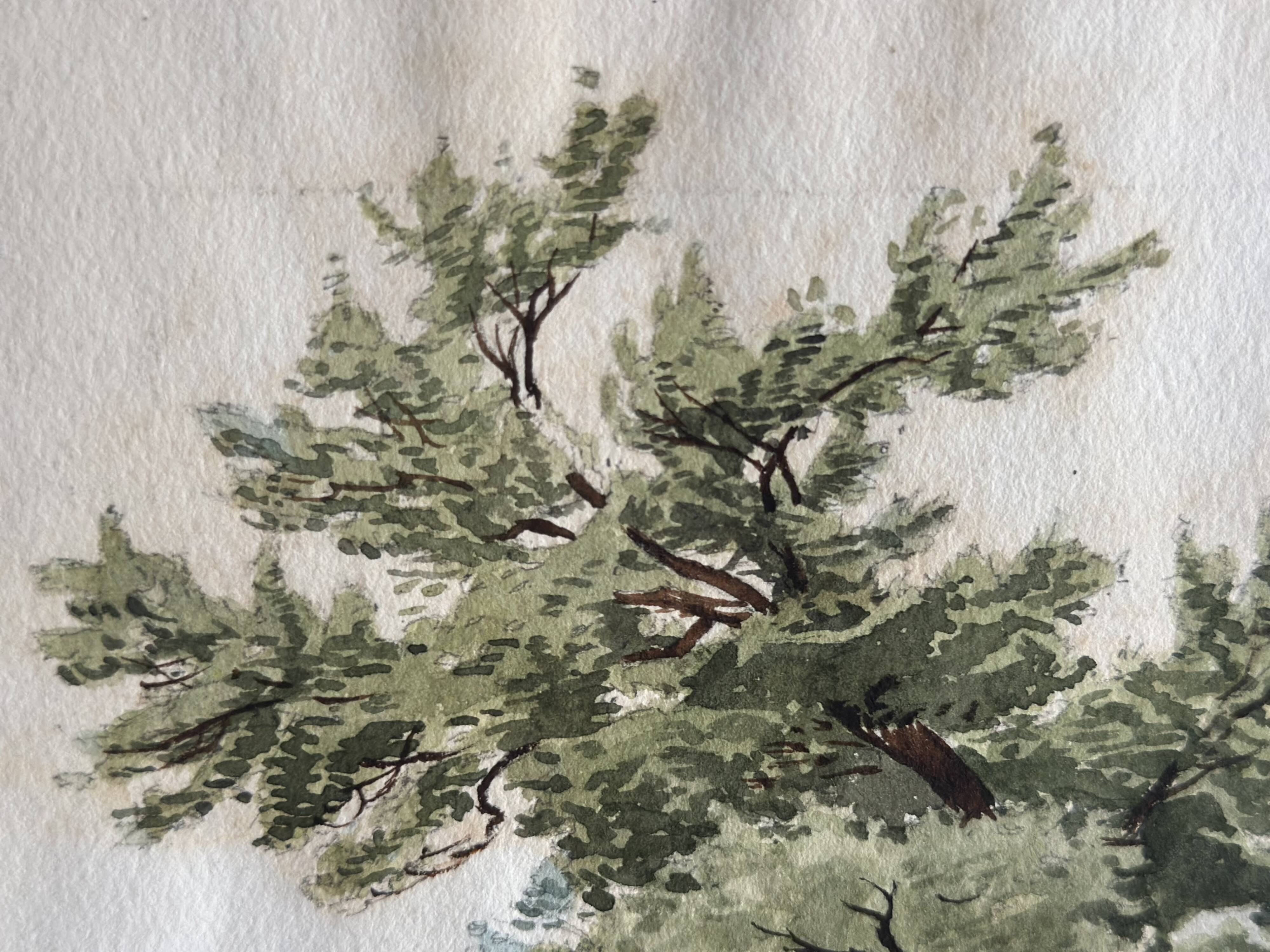 Old watercolour of a tree, botanical study signed, mid-20th century.