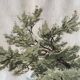 Old watercolour of a tree, botanical study signed, mid-20th century.