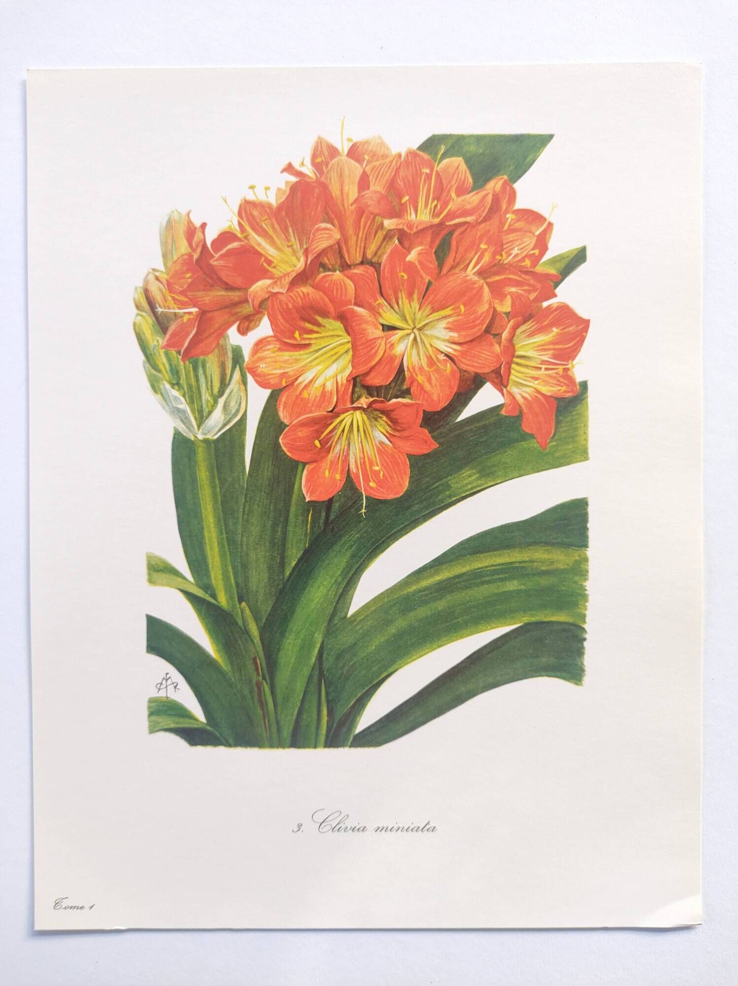 Vintage botanical plate from 1978 - Scarlet Clivia - Plant engraving - Watercolor M.Rollinat