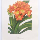 Vintage botanical plate from 1978 - Scarlet Clivia - Plant engraving - Watercolor M.Rollinat