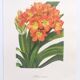 Vintage botanical plate from 1978 - Scarlet Clivia - Plant engraving - Watercolor M.Rollinat