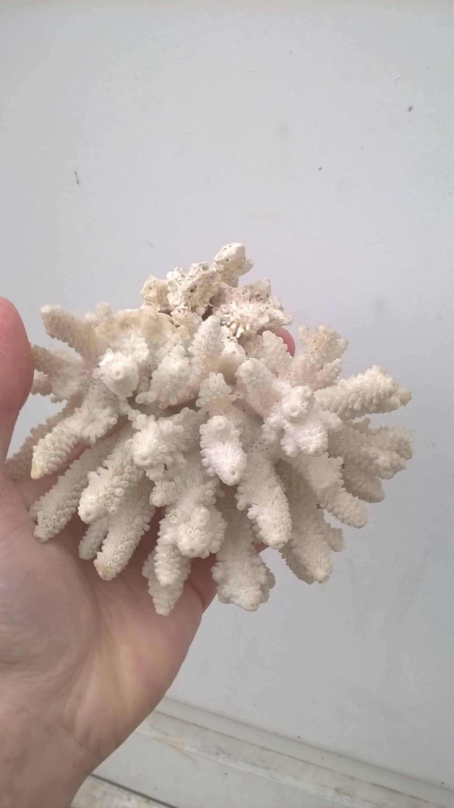 Vintage white coral