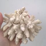Corail blanc vintage