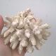 Corail blanc vintage