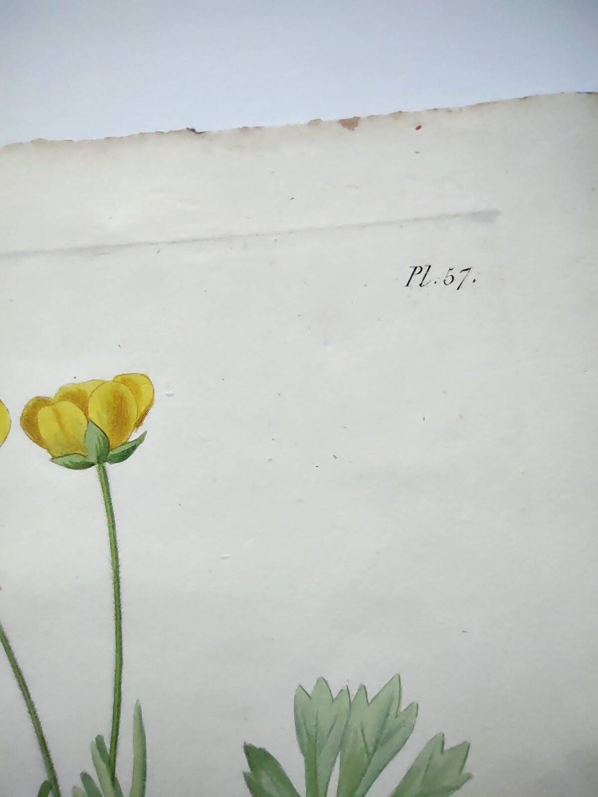 Antique botanical engraving from 1829 - Mountain Buttercup - By PA Poiteau. Hand colored.
