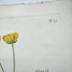Antique botanical engraving from 1829 - Mountain Buttercup - By PA Poiteau. Hand colored.