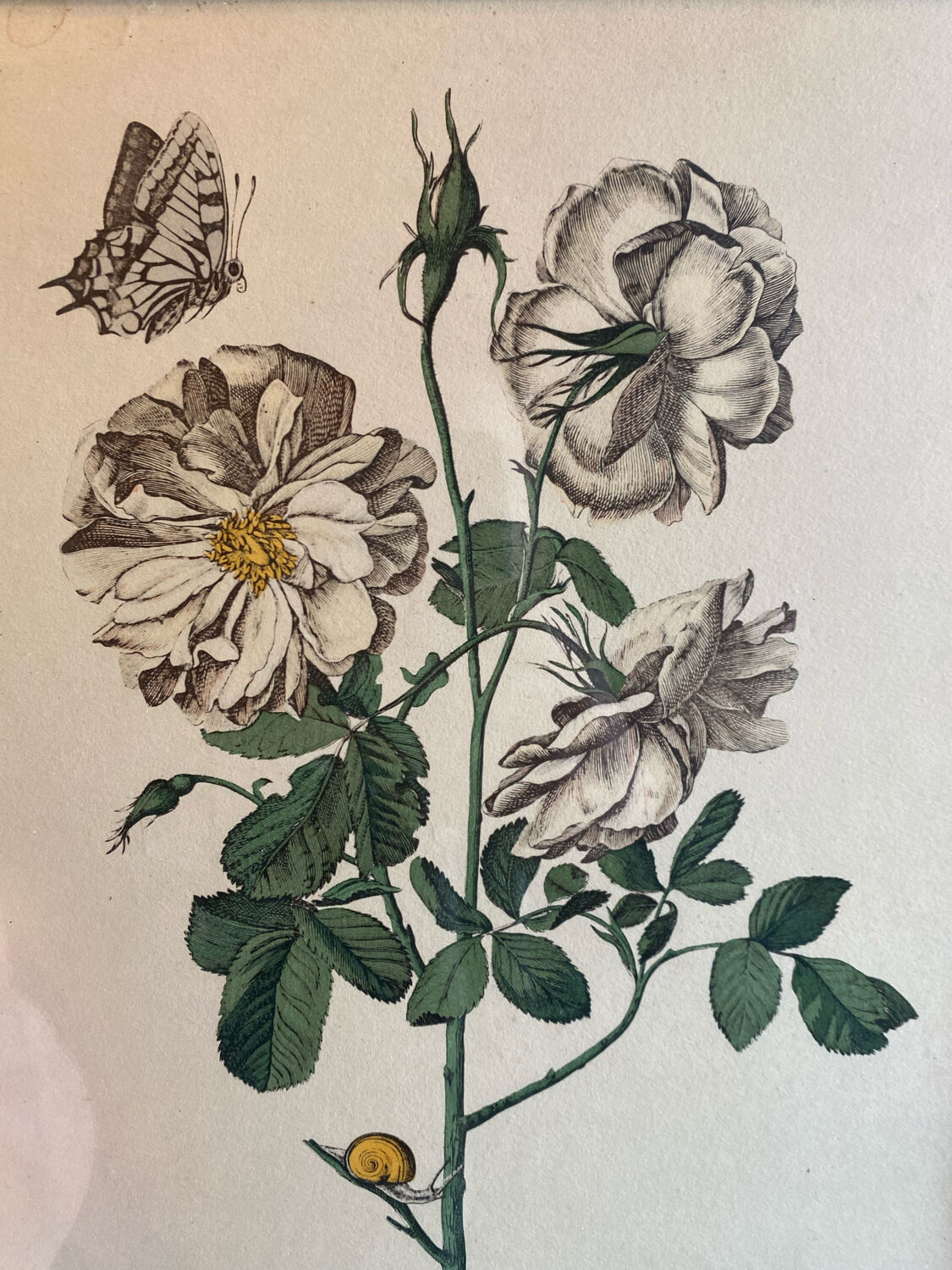 Engraving rose flower gilded frame