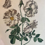 Engraving rose flower gilded frame