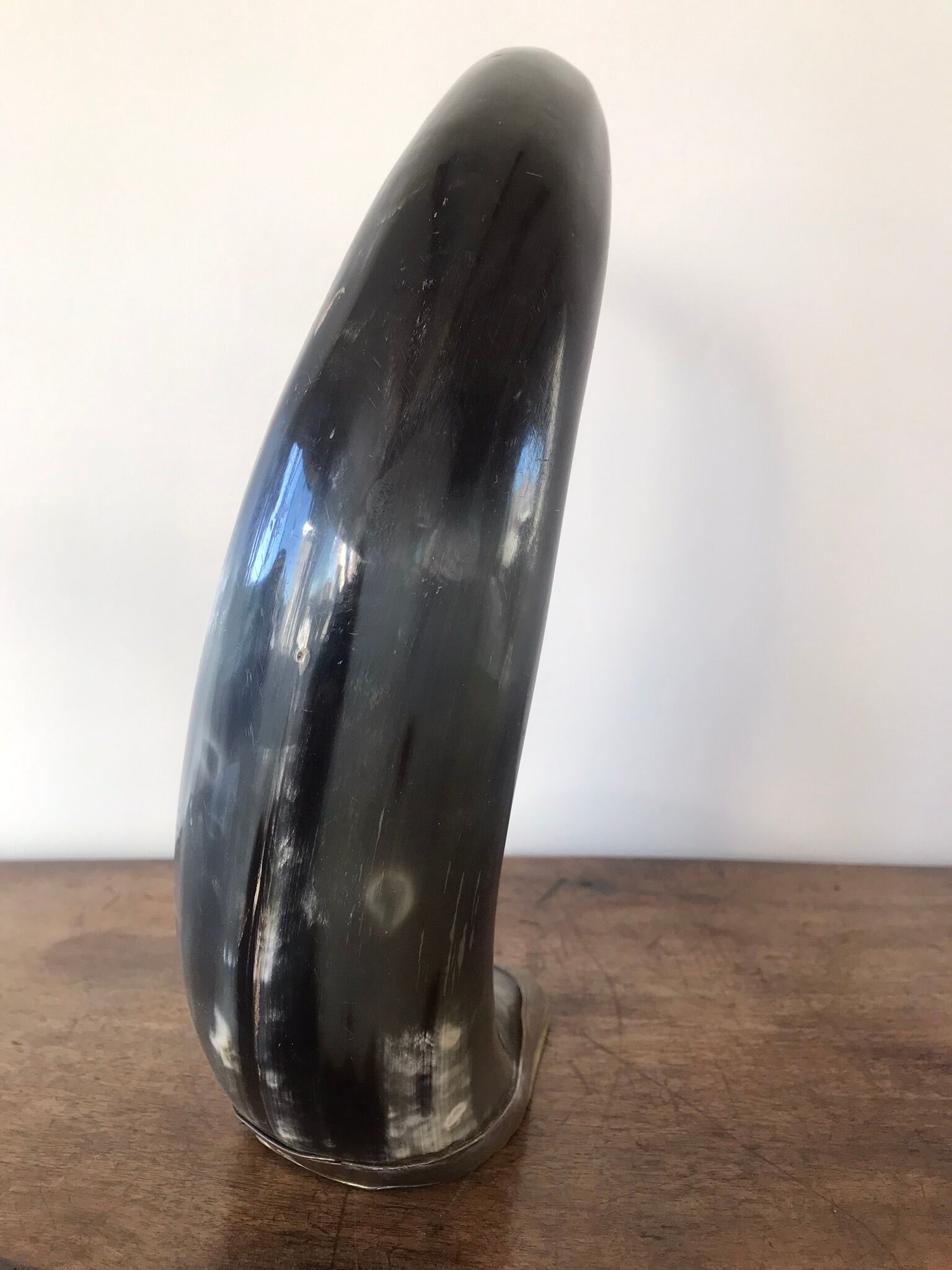 Polished beef horn on brass base
