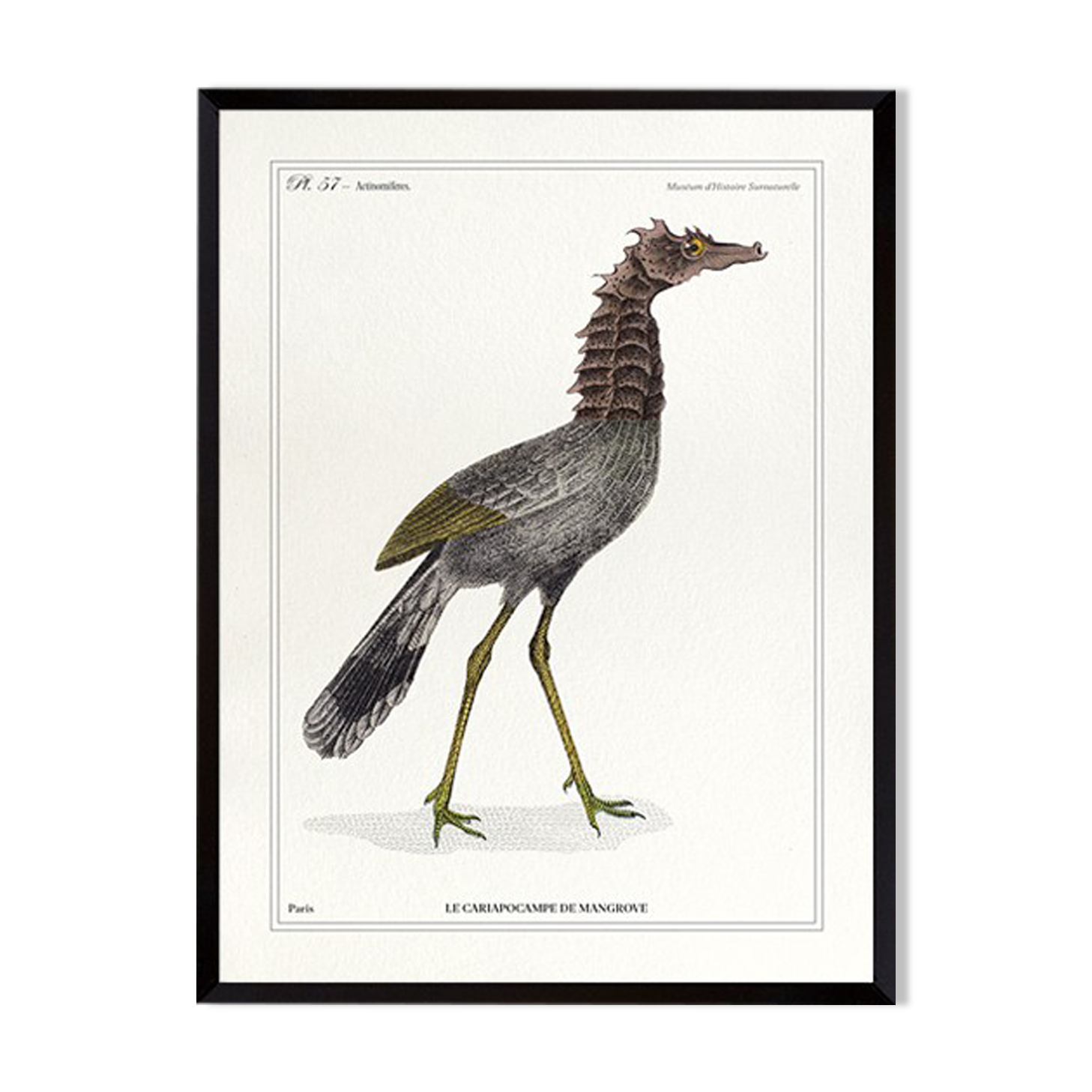 Lithograph chimeric engraving animal - the cariapocampus