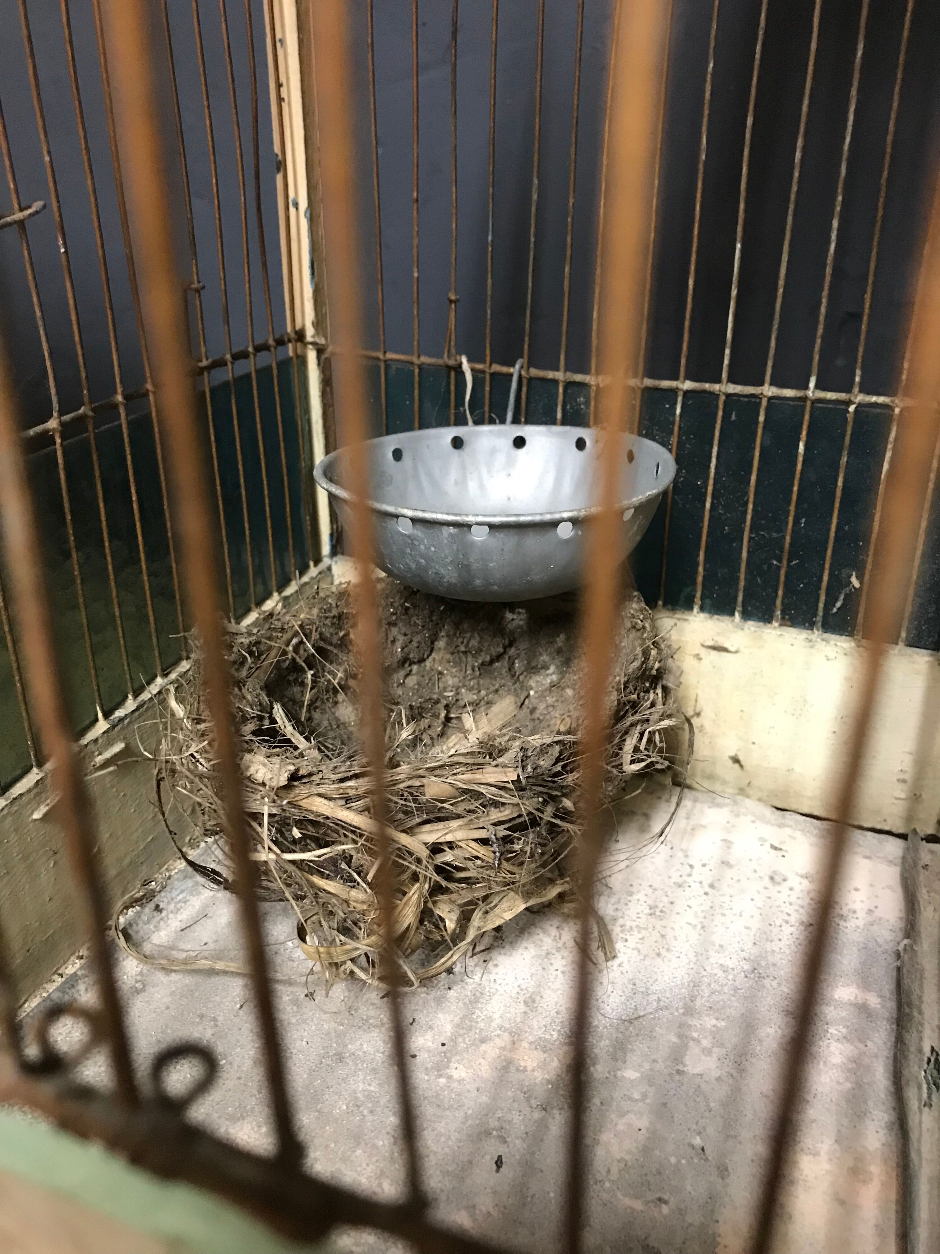 Old bird cage