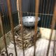 Old bird cage