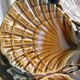 Shell plates Sarreguemines
