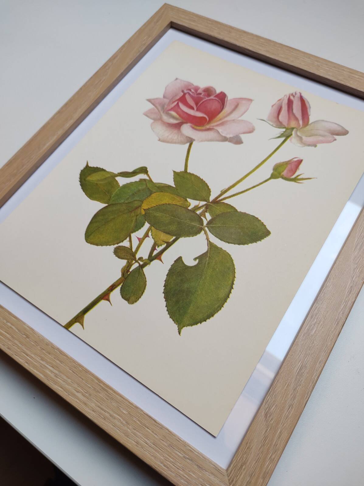 Botanical plate from 1968 Madame Caroline Testout - Vintage flower and rose illustration