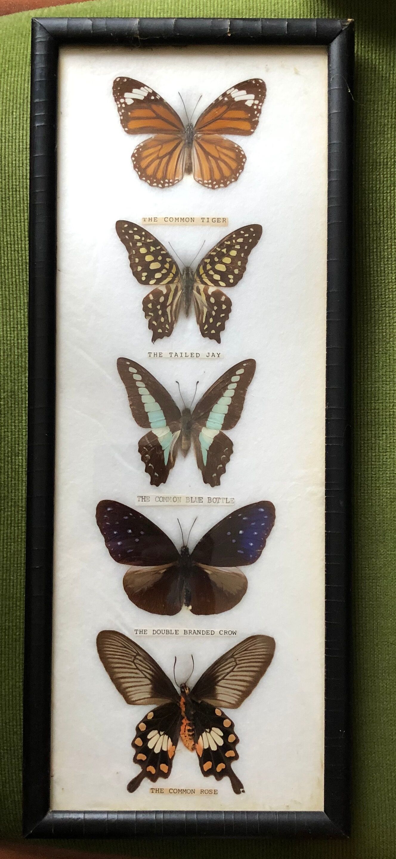 Naturalized butterflies