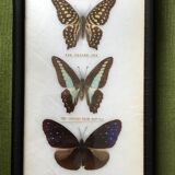 Naturalized butterflies