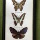 Naturalized butterflies