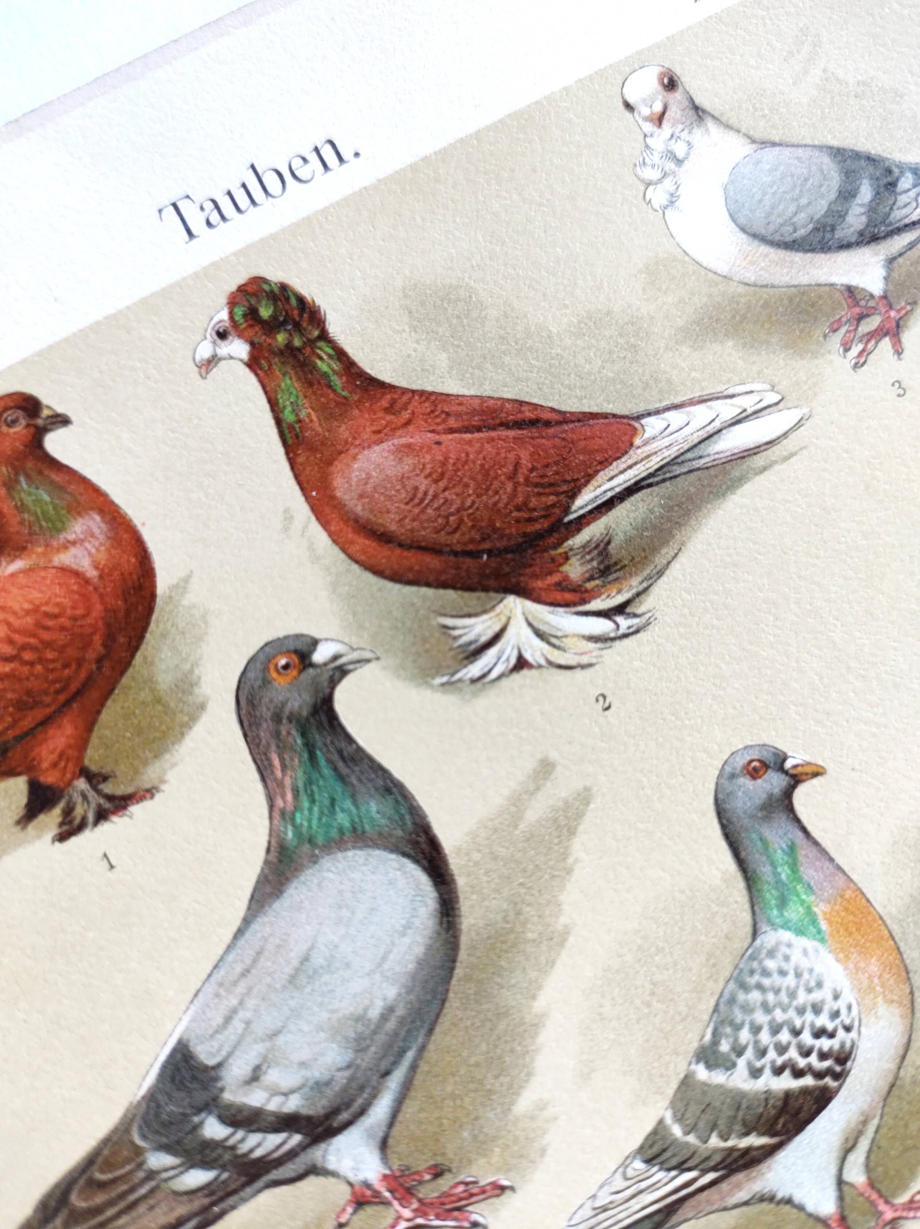 Small zoological engraving from 1909 - Pigeons - Old German print