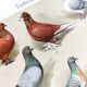 Small zoological engraving from 1909 - Pigeons - Old German print