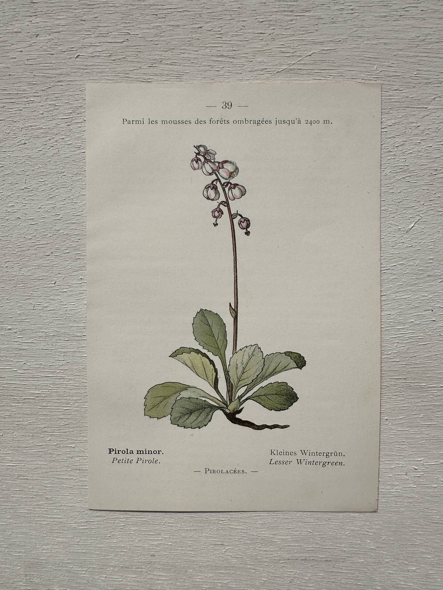Botanical Plate 1800 Old naturalist engraving 19th century double-sided
