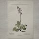 Botanical Plate 1800 Old naturalist engraving 19th century double-sided