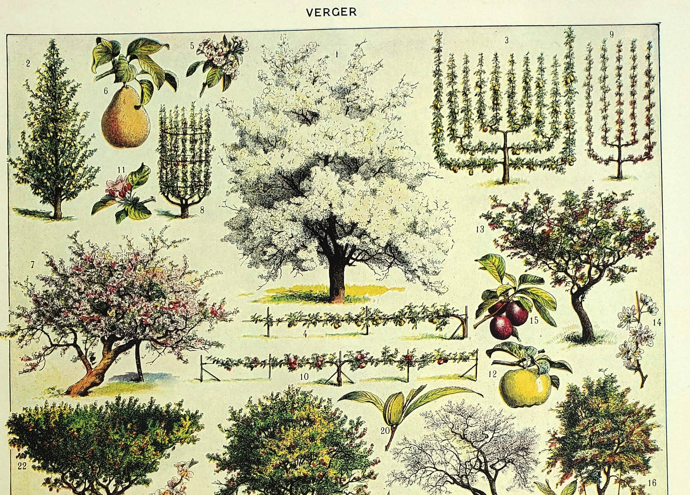 Planche botanique 1928 A. Millot - Verger, arbre fruitier, jardin, récolte
