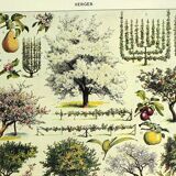 Planche botanique 1928 A. Millot - Verger, arbre fruitier, jardin, récolte
