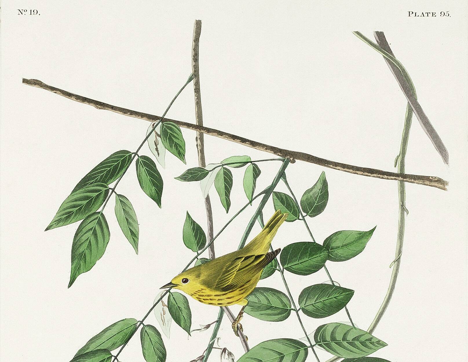 Poster about the Yellow Warbler, based on an old engraving from 1827.