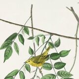 Poster about the Yellow Warbler, based on an old engraving from 1827.