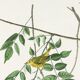 Poster about the Yellow Warbler, based on an old engraving from 1827.