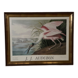 Engraving by J.-J. Audubon Editions of the Disaster XXth Roseate Spoonbill