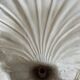 Art Deco shell wall lamp 49cm